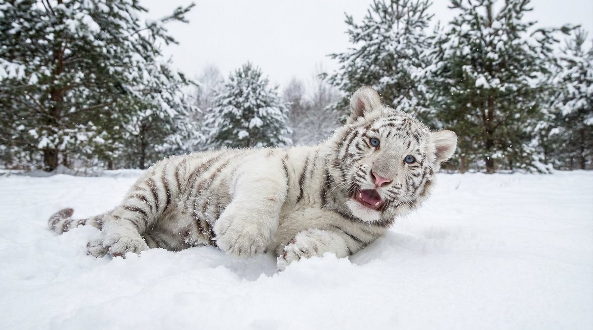 免费看片动物视频